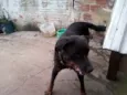 Bolt