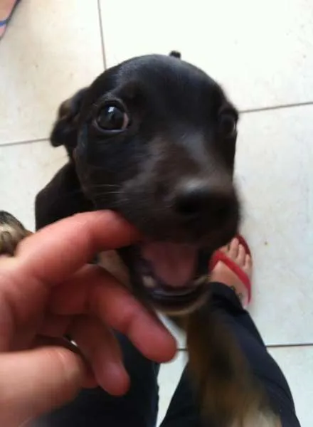 Cachorro ra a Vira Lata idade 2 a 6 meses nome Claudio