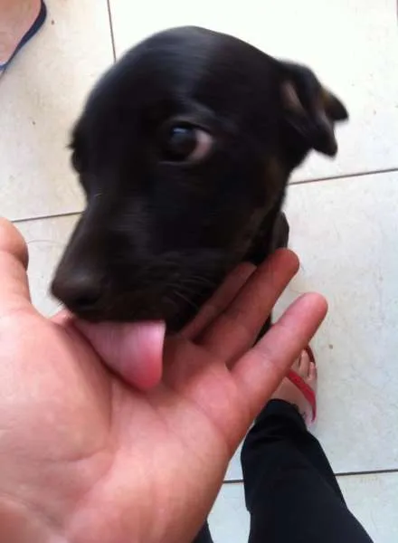 Cachorro ra a Vira Lata idade 2 a 6 meses nome Claudio