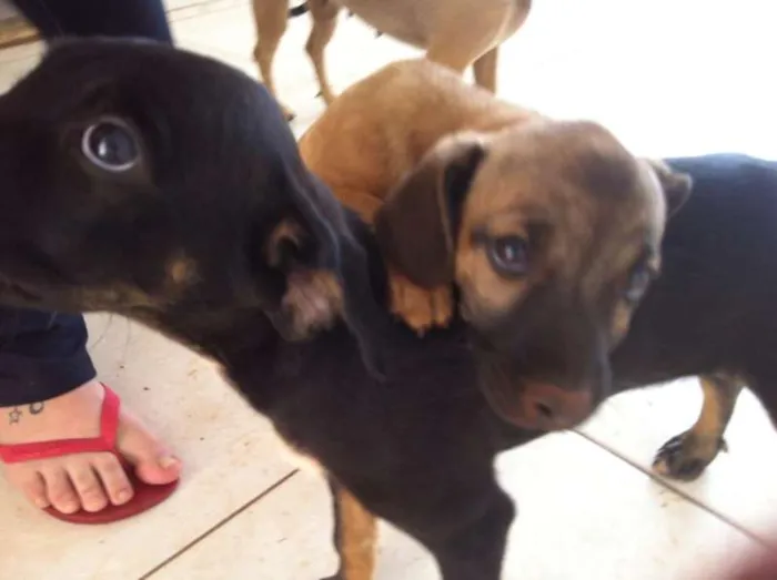 Cachorro ra a Vira Lata idade 2 a 6 meses nome Claudio