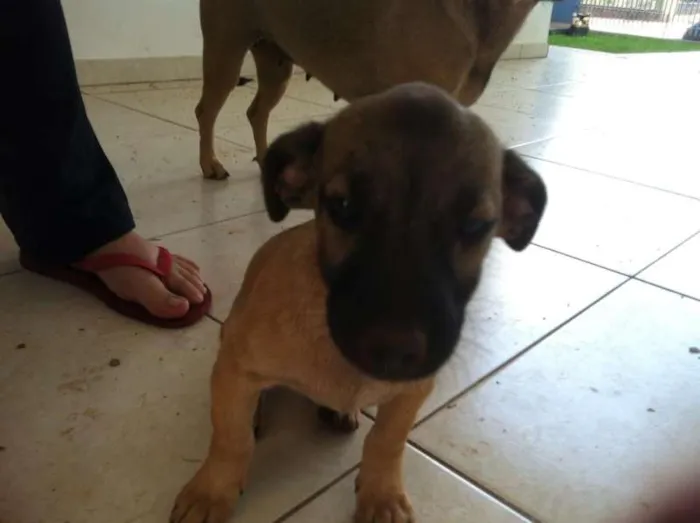 Cachorro ra a Vira Lata idade 2 a 6 meses nome Claudio