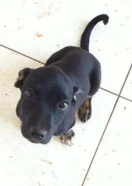 Cachorro ra a Vira Lata idade 2 a 6 meses nome Claudio