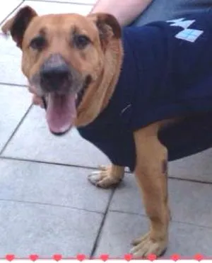 Cachorro raça SRD idade 6 ou mais anos nome DROPS