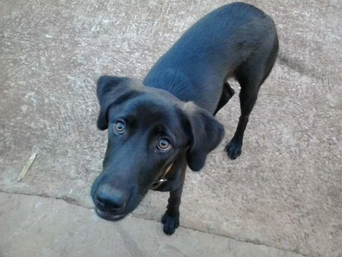 Cachorro ra a desconhecido idade 1 ano nome s/nome
