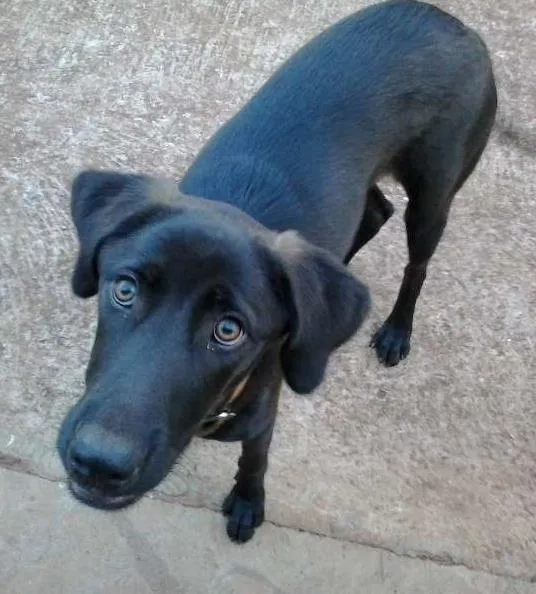 Cachorro ra a desconhecido idade 1 ano nome s/nome