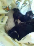 gatinhos