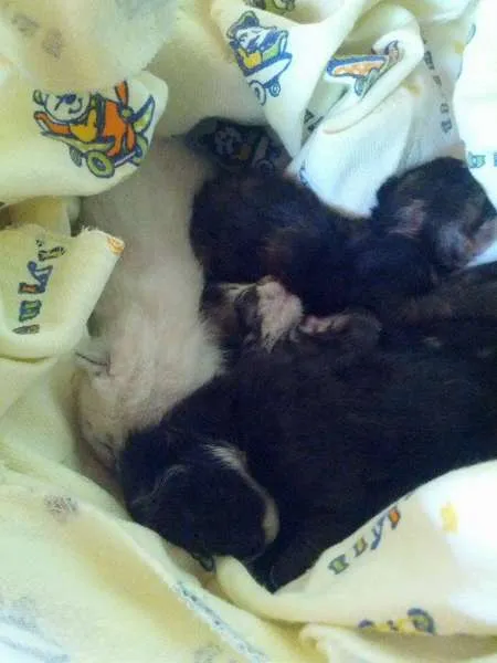 Gato ra a vira lata idade Abaixo de 2 meses nome gatinhos