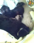 gatinhos