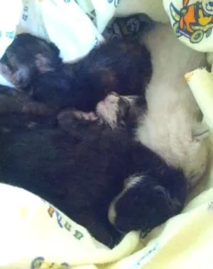 Gato raça vira lata idade Abaixo de 2 meses nome gatinhos