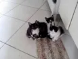 Gatinhos : )