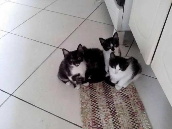 Gato ra a SRD idade Abaixo de 2 meses nome Gatinhos : )