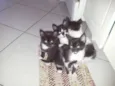 Gatinhos : )