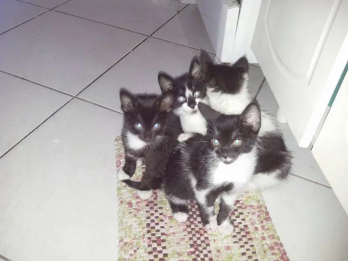 Gato ra a SRD idade Abaixo de 2 meses nome Gatinhos : )