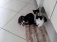 Gatinhos : )