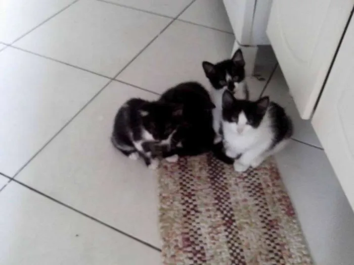 Gato ra a SRD idade Abaixo de 2 meses nome Gatinhos : )