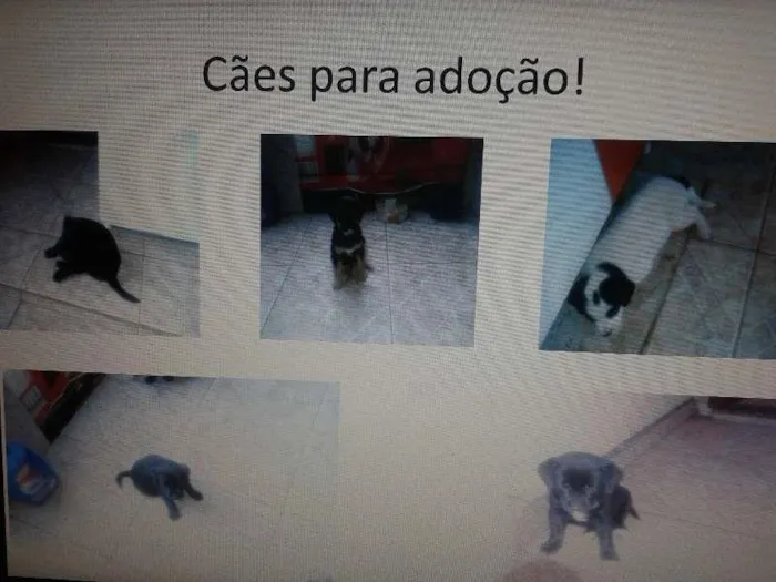 Cachorro ra a indefinida idade Abaixo de 2 meses nome Sem nome