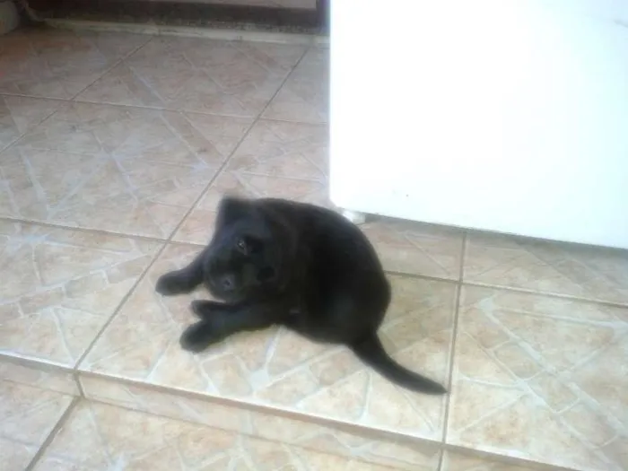 Cachorro ra a indefinida idade Abaixo de 2 meses nome Sem nome