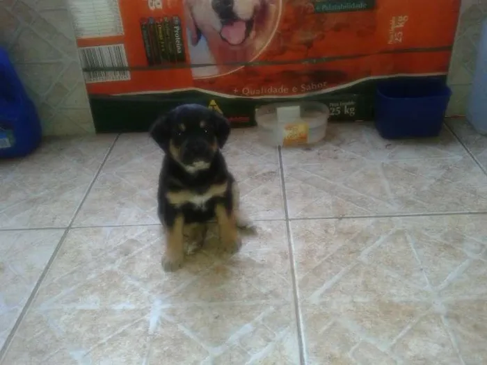 Cachorro ra a indefinida idade Abaixo de 2 meses nome Sem nome