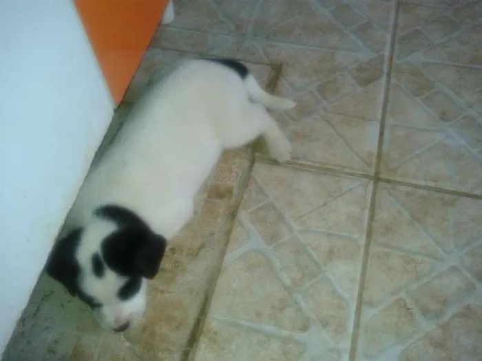 Cachorro ra a indefinida idade Abaixo de 2 meses nome Sem nome