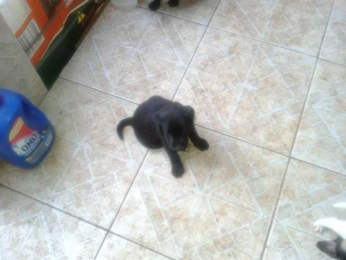 Cachorro ra a indefinida idade Abaixo de 2 meses nome Sem nome
