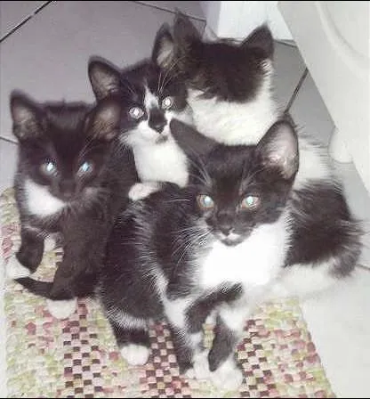 Gato ra a SRD idade Abaixo de 2 meses nome Gatinhos : )