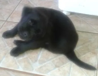 Cachorro ra a indefinida idade Abaixo de 2 meses nome Sem nome