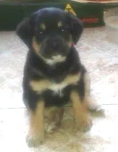Cachorro ra a indefinida idade Abaixo de 2 meses nome Sem nome