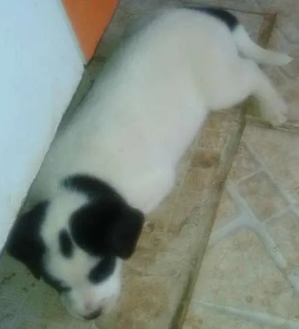 Cachorro ra a indefinida idade Abaixo de 2 meses nome Sem nome