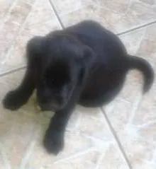 Cachorro ra a indefinida idade Abaixo de 2 meses nome Sem nome