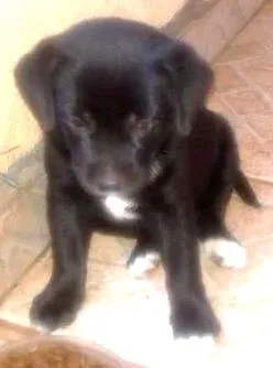 Cachorro ra a indefinida idade Abaixo de 2 meses nome Sem nome