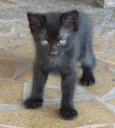 Gatinhos