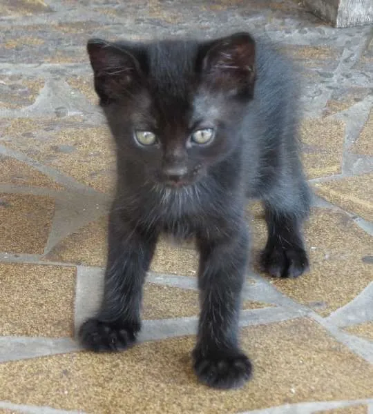 Gato ra a SRD idade Abaixo de 2 meses nome Gatinhos