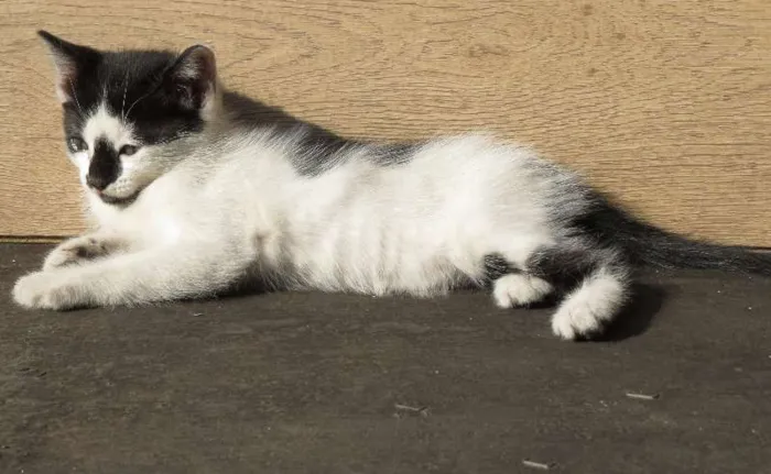 Gato ra a SRD idade Abaixo de 2 meses nome Gatinhos