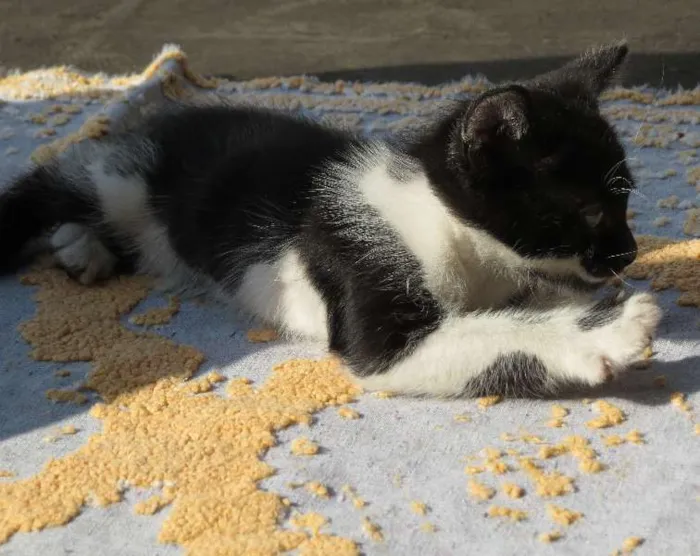 Gato ra a SRD idade Abaixo de 2 meses nome Gatinhos