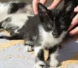 Gatinhos