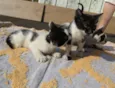 Gatinhos