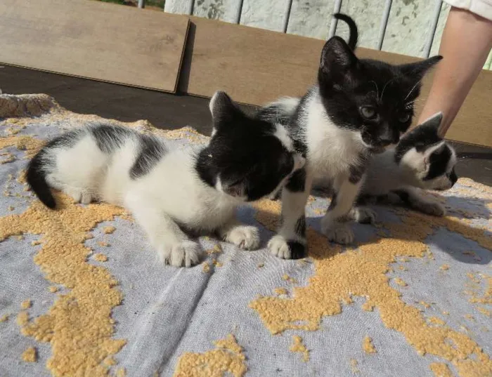 Gato ra a SRD idade Abaixo de 2 meses nome Gatinhos
