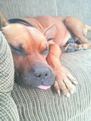 Cachorro raça Pit-Bull idade 2 anos nome cabeção