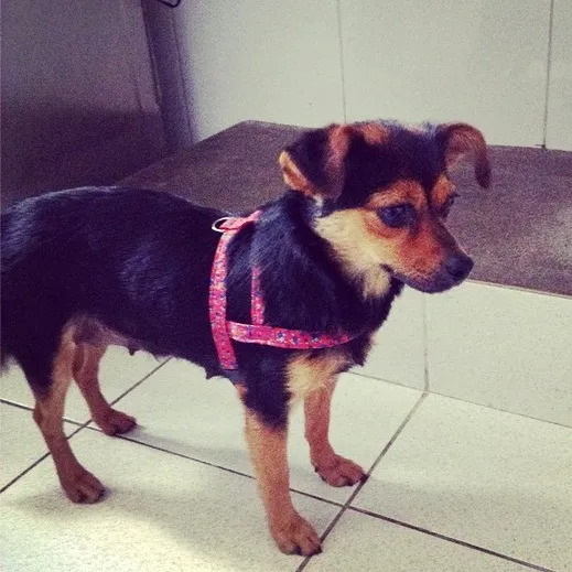 Cachorro ra a sem raça definida idade  nome sem nome