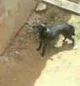 Rex