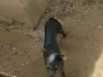 Rex