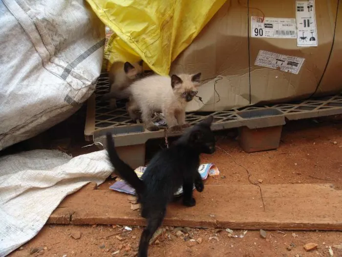 Gato ra a Vira-lata idade 2 a 6 meses nome Várias ninhadas!!