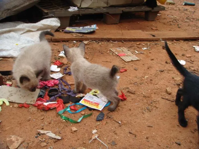Gato ra a Vira-lata idade 2 a 6 meses nome Várias ninhadas!!