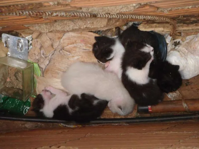 Gato ra a Vira-lata idade 2 a 6 meses nome Várias ninhadas!!