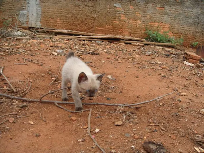 Gato ra a Vira-lata idade 2 a 6 meses nome Várias ninhadas!!