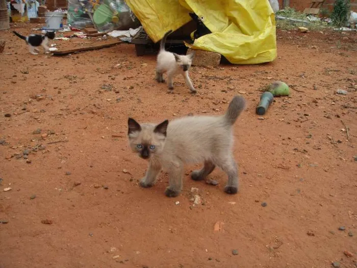 Gato ra a Vira-lata idade 2 a 6 meses nome Várias ninhadas!!