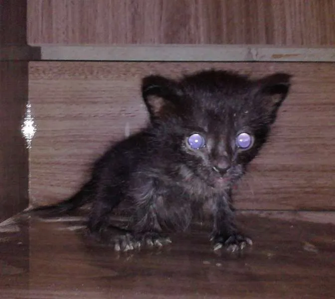 Gato ra a Indefinida idade Abaixo de 2 meses nome Alicia