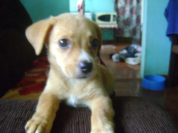 Cachorro ra a - idade Abaixo de 2 meses nome -