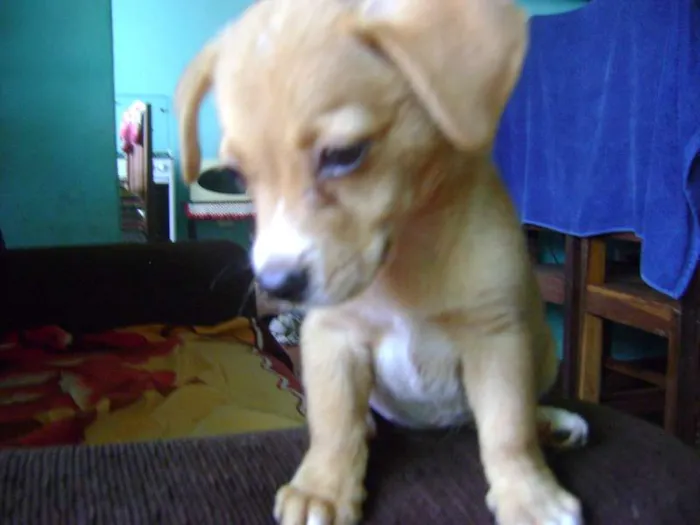 Cachorro ra a - idade Abaixo de 2 meses nome -