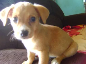 Cachorro raça - idade Abaixo de 2 meses nome -
